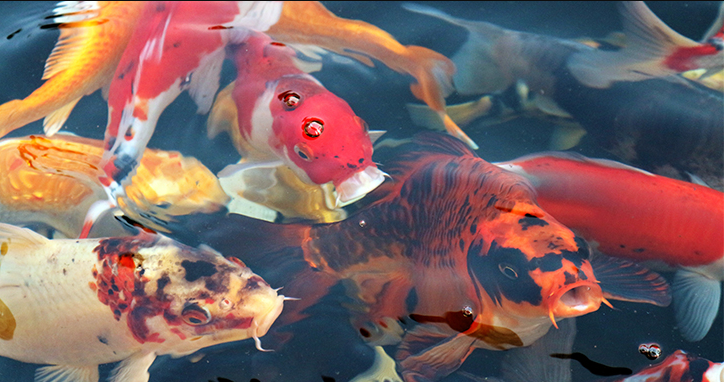 COLD WATER SPECIES