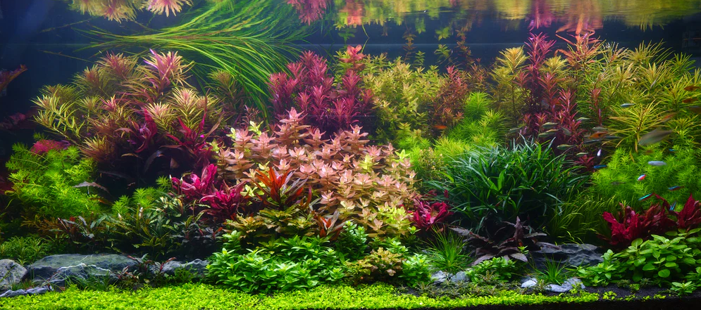 PLANTS & MOSS