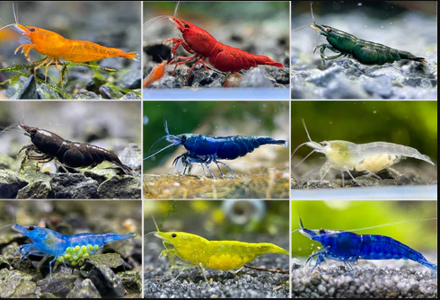 SHRIMP