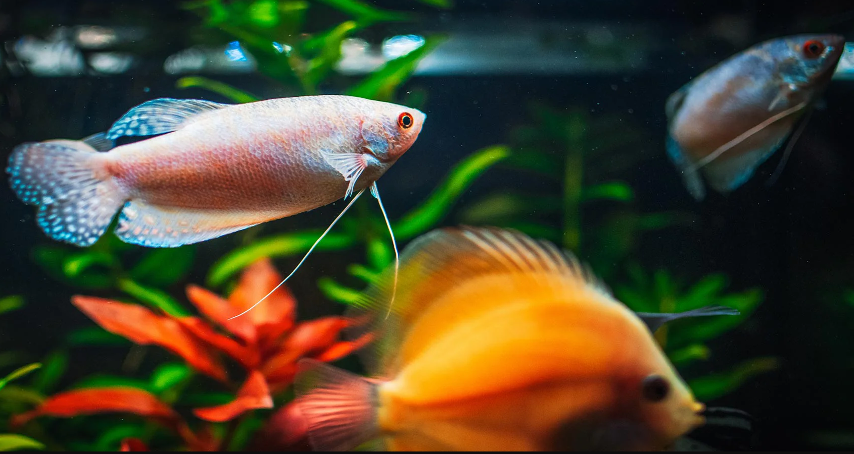 TROPICAL FISH