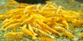 24 K YELLOW SHRIMP