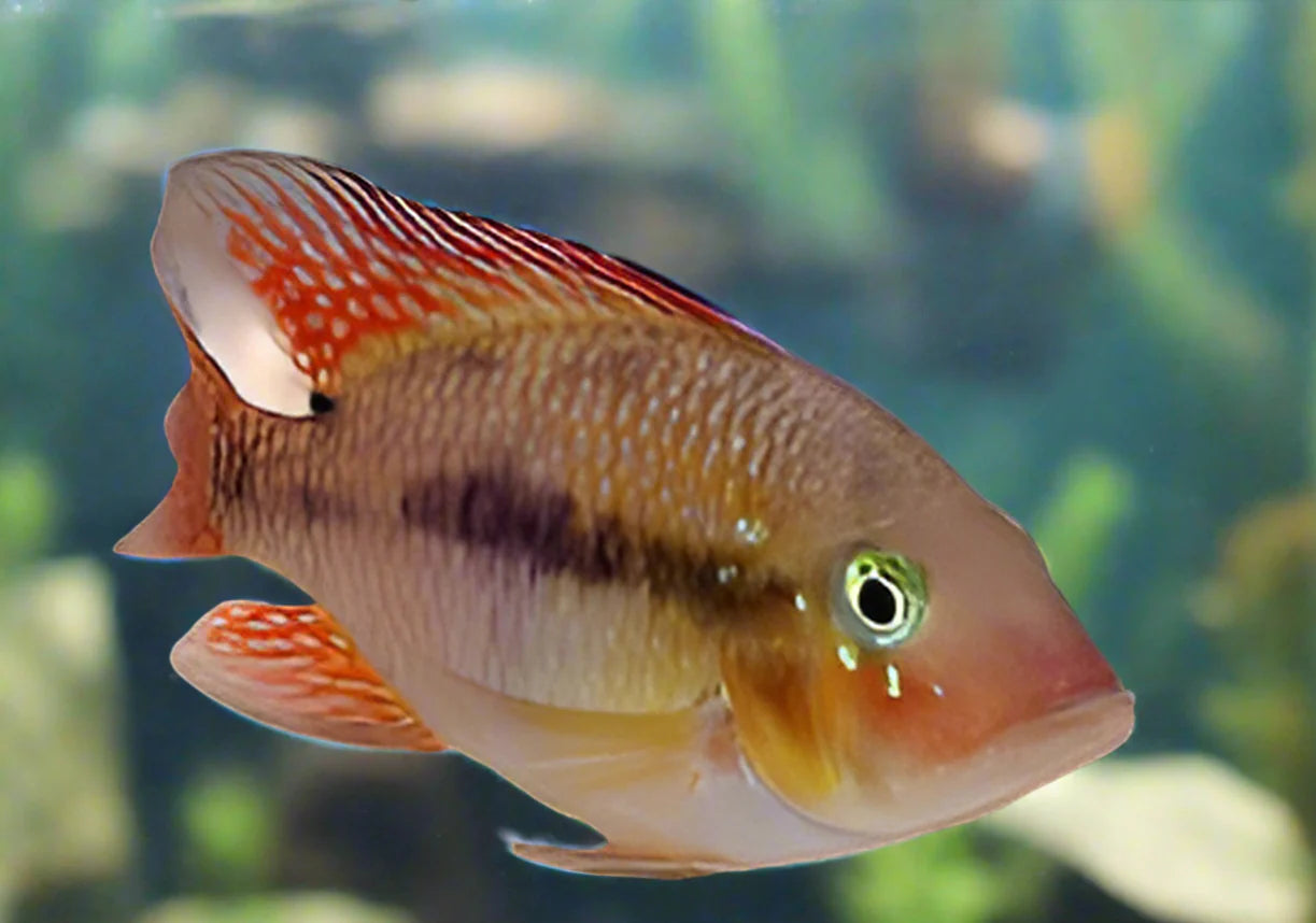 GEOPHAGUS BAHIA  RED
