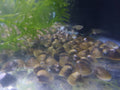 Freshwater Clams