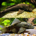 COMMON BRISTLENOSE PLECO