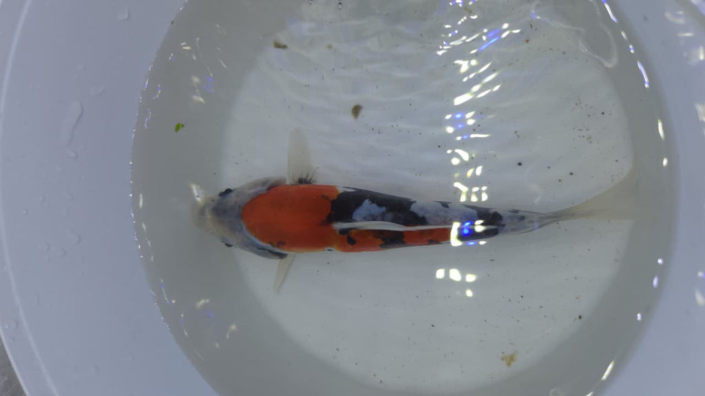 A GRADE JAPANESE KOI