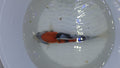 A GRADE JAPANESE KOI