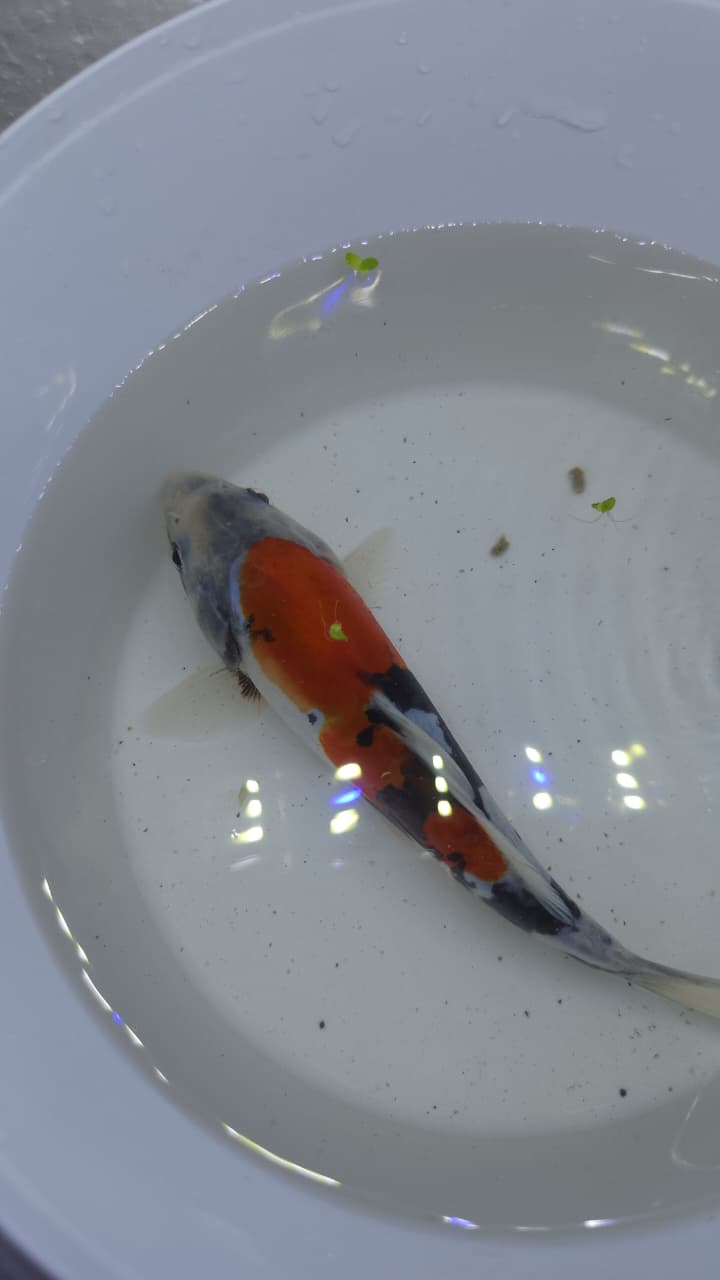 A GRADE JAPANESE KOI