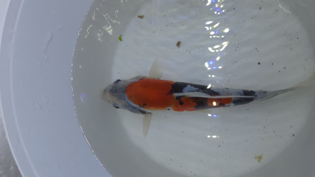 A GRADE JAPANESE KOI