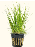 Eleocharis Acicularis ( dwarf hairgrass) potted