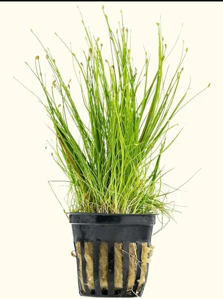 Eleocharis Acicularis ( dwarf hairgrass) potted
