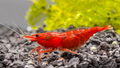 FIRE RED SHRIMP