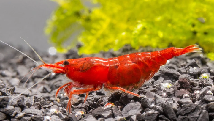 FIRE RED SHRIMP