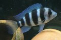 FRONTOSA MPIMBWE