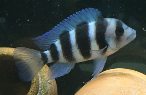 FRONTOSA MPIMBWE