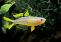 Pseudomugil Gertrudae (Gertrude’s Spotted Blue-Eye Rainbowfish)