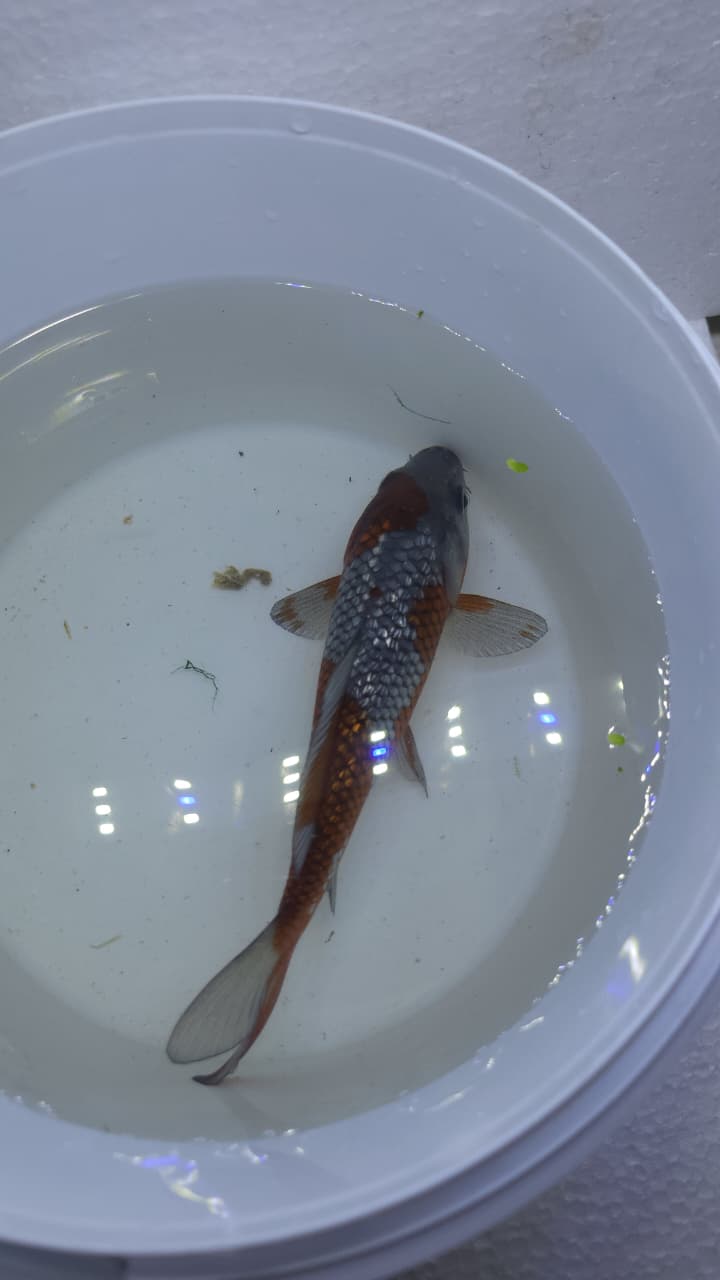 A GRADE JAPANESE KOI