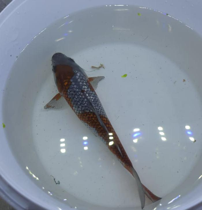 A GRADE JAPANESE KOI