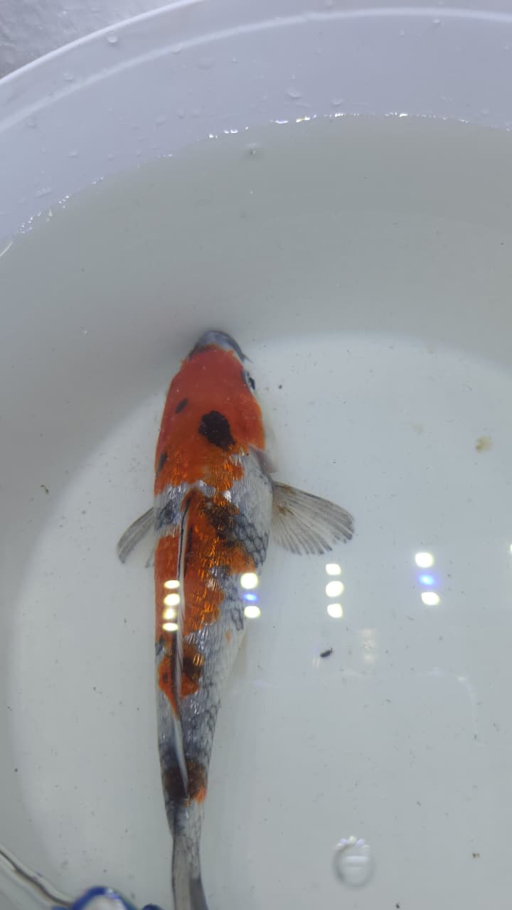A GRADE JAPANESE KOI
