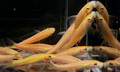 GOLDEN CHINESE ALGAE EATER