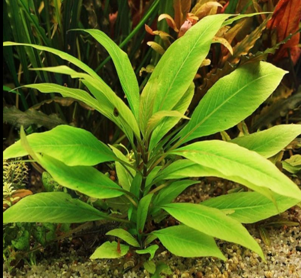 Hygrophila corymbosa stricta