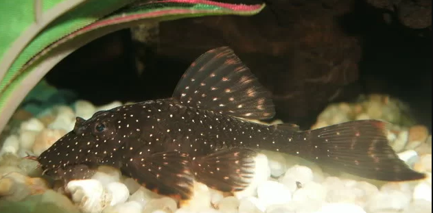L059 - ORANGE SPOT PLECO