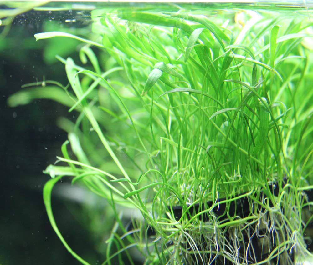 Lilaeopsis Brasiliensis potted