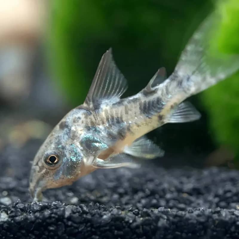 Pepper corydora