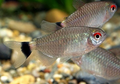 RED EYE TETRA
