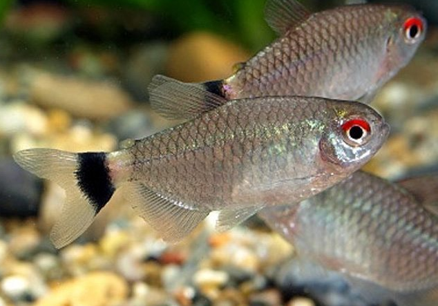 RED EYE TETRA