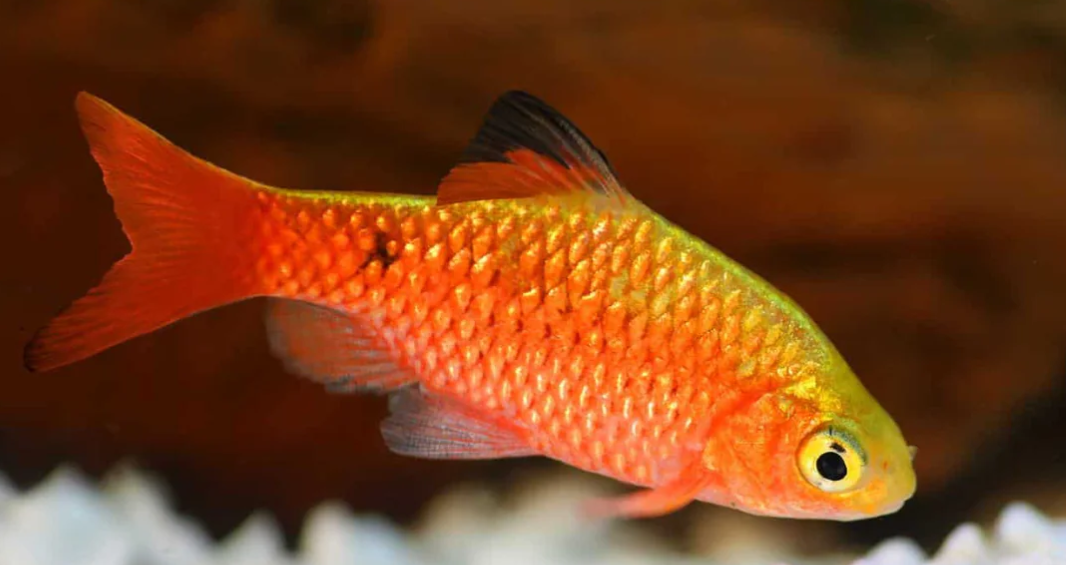 ROSY BARB
