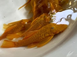 Blue eye lemon bristlenose pleco