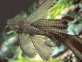 LONGFIN BRISTLENOSE