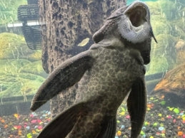 ALBINO HIGH FIN PLECO