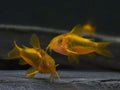 Gold laser corydora