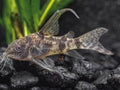Longfin pepper corydora
