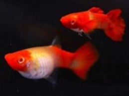 KUHAKU KOI PURE STRAIN PAIRS