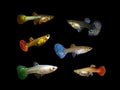 ASSORTED SHOW GUPPY FEMALES