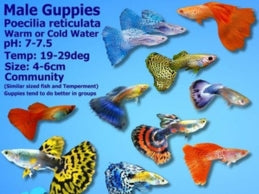 ASSORTED SHOW GUPPY MALES