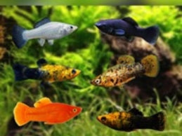 LYRETAIL / SAILFIN MOLLY