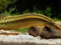 SPINEY EEL