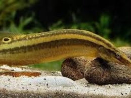 SPINEY EEL
