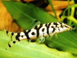 PAKISTANI LOACH