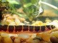 GIANT KHULI LOACH