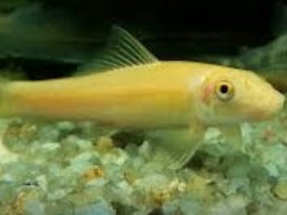 GOLDEN CHINESE ALGAE EATER