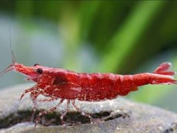 MIXED GRADE RED SHRIMP