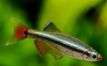 White cloud mountain minnow