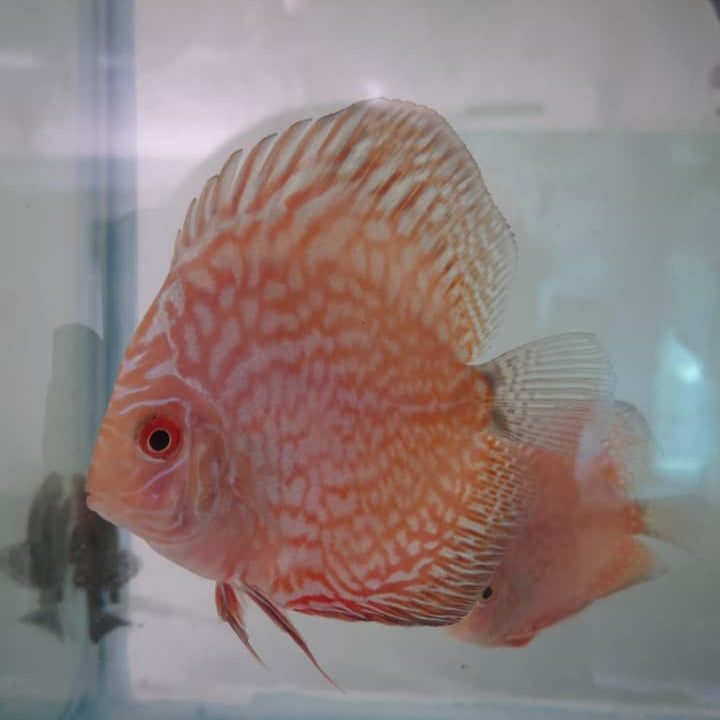 Checkerboard blue Pigeon-blood  discus