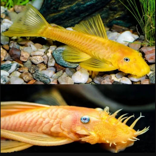 Blue eye lemon bristlenose pleco