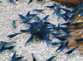 BLUE DREAM SHRIMP