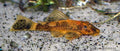 CALICO PLECO